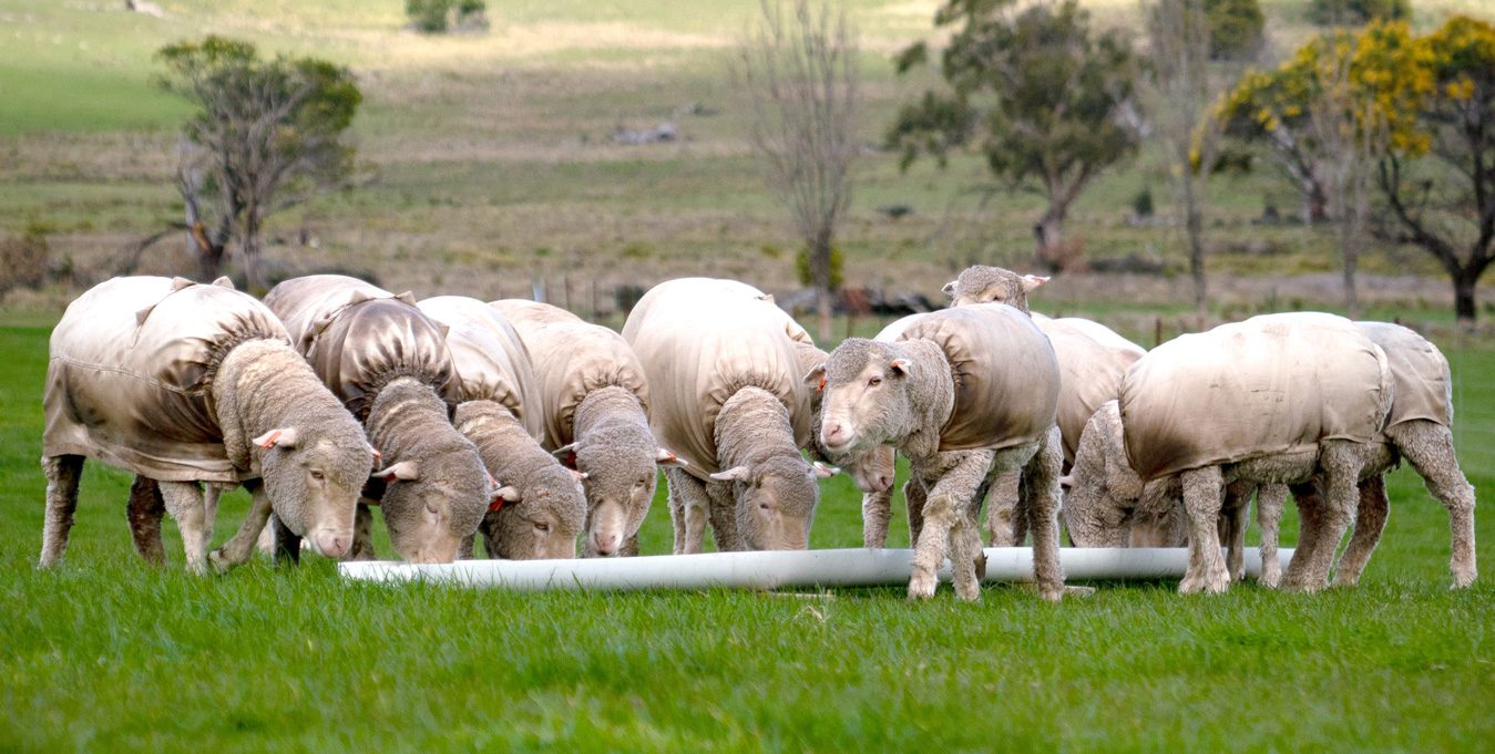 MJ Bale Sheep Merino Ewes Wethers Quest to produce world’s first carbon neutral fleece End of day – SFB Dispensing unit - Western Riverina NSW July 2020