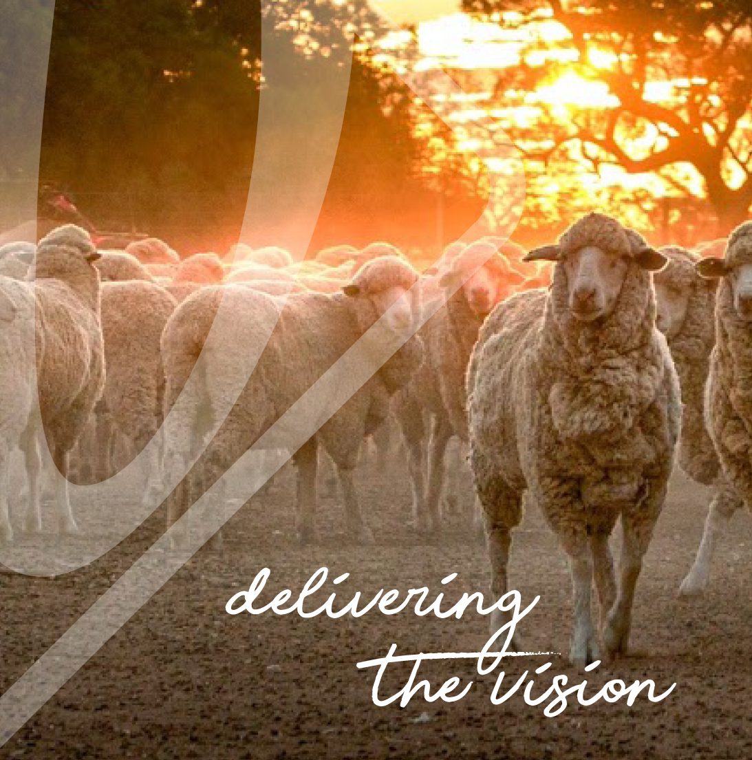 AWN Livestock Wool Property Delivering the Vision Sheep herd ewes wethers farm agriculture