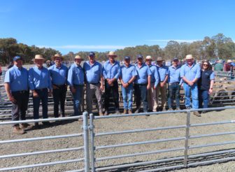 First AWN sheep sale at Edenhope breaks records