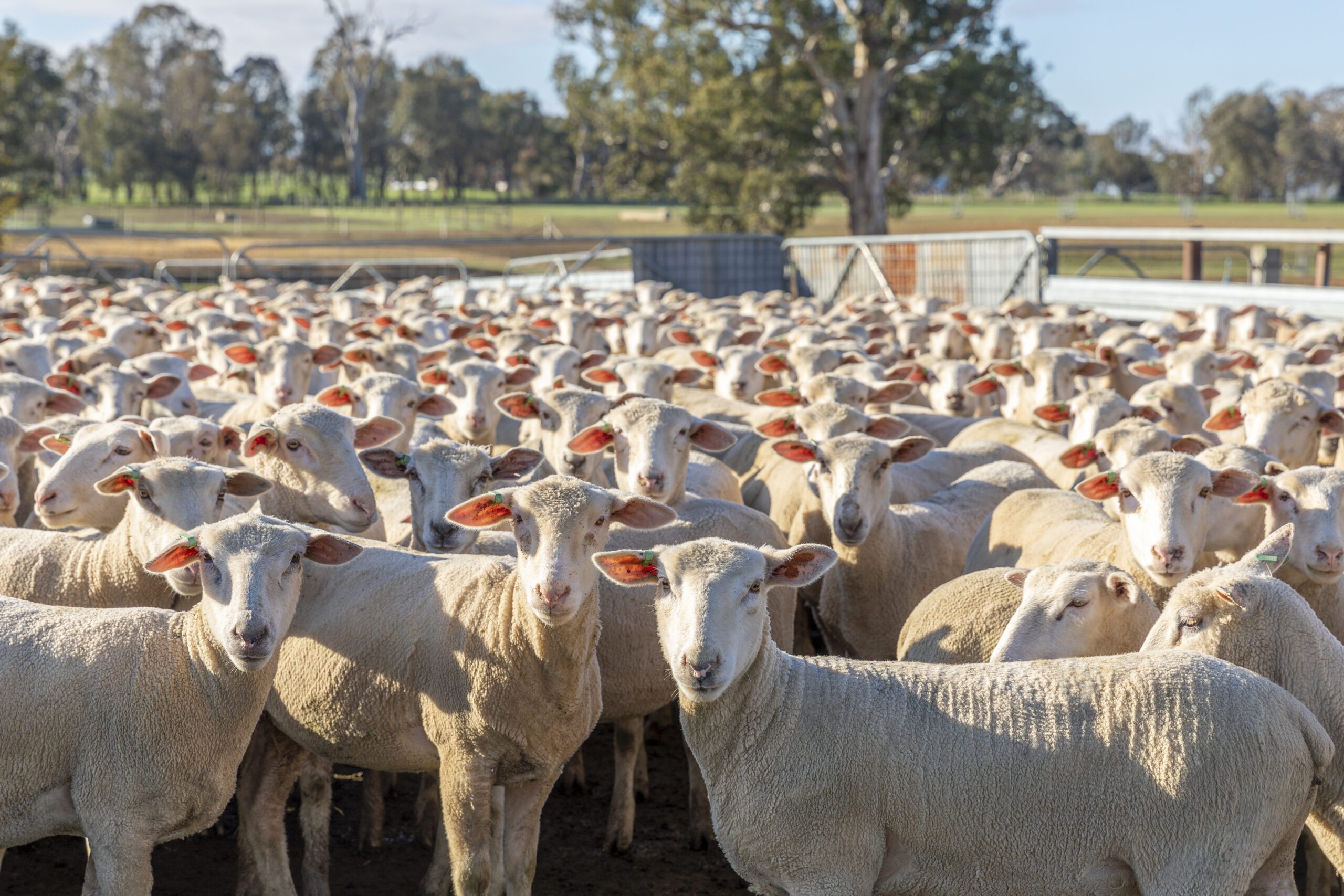 Dunedoo Saleyards AWN