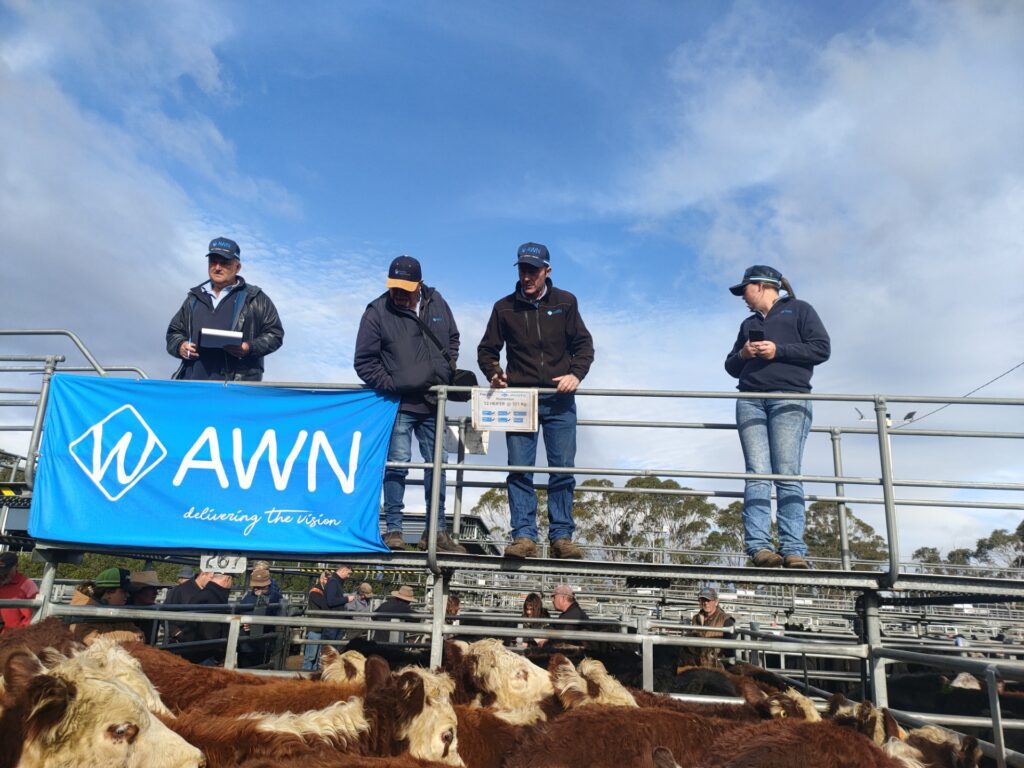 The AWN livestock team in Tasmania during a livestock sale.