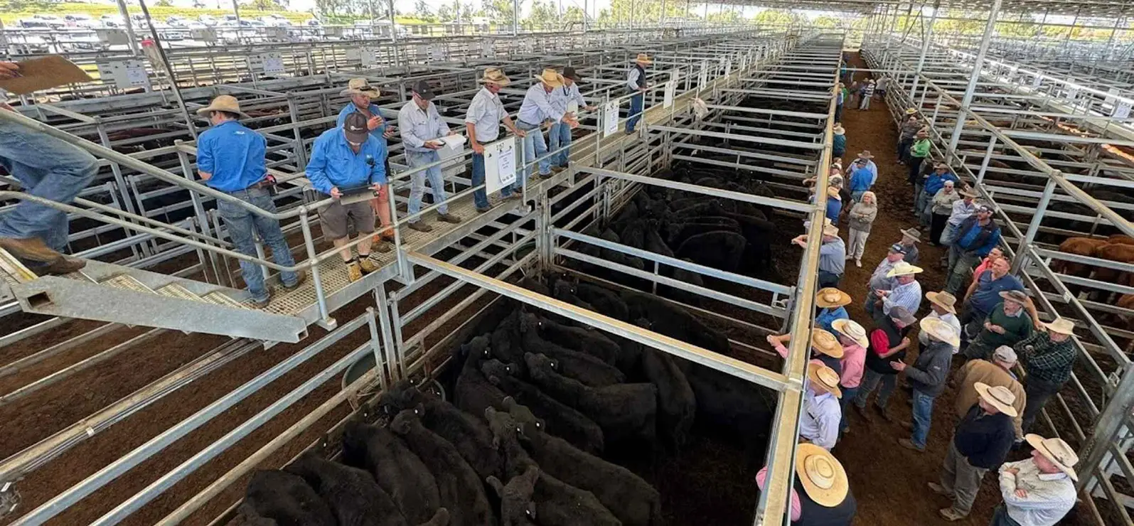 Inverell Saleyards during AWN's Special Weaner Sale.