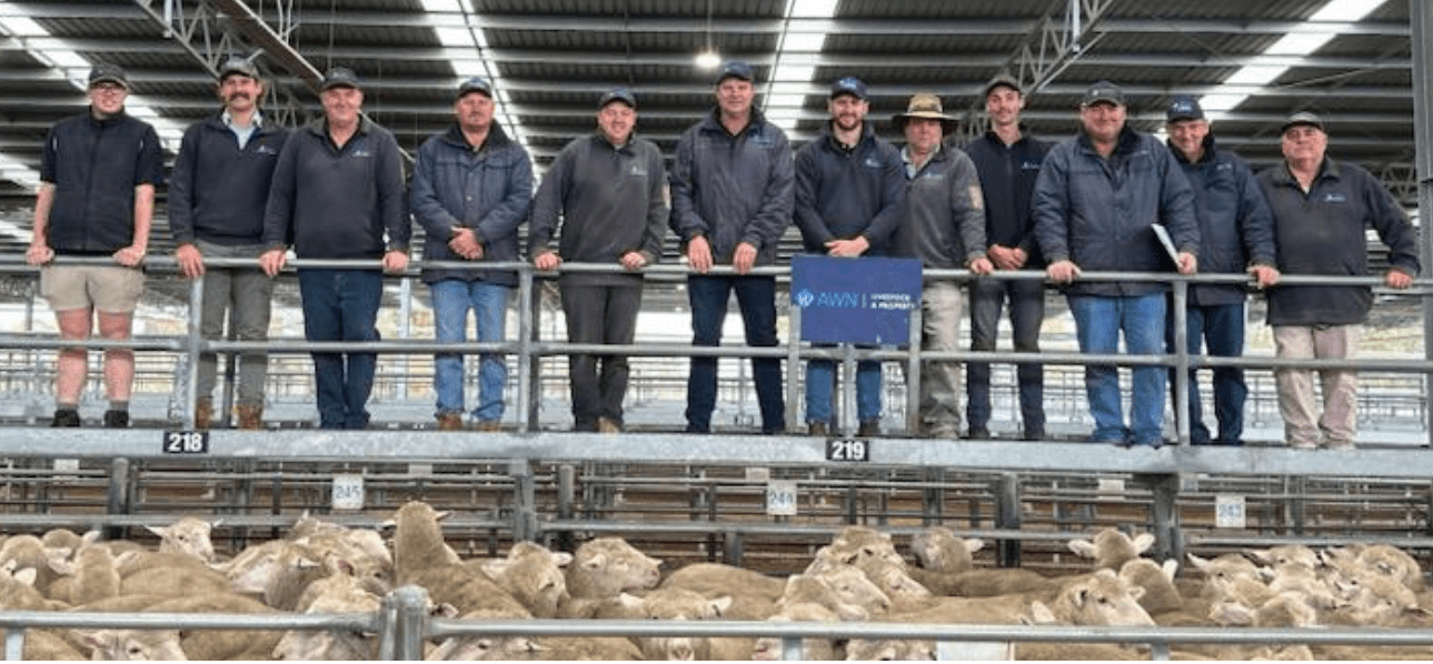 Agents at the Horsham saleyard during a lamb market report event, standing above sheep pens.