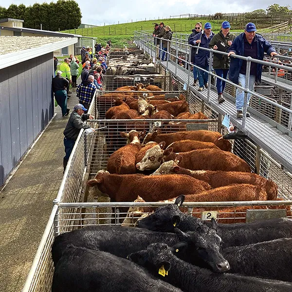 AWN livestock representatives on metal catwalks at a cattle saleyard, with some black and some brown and white cattle visible.