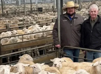 AWN Wagga's Joe Wilks (left, in a hat) standing with vendor Peter Carroll (right) among pens of sheep at a sale, celebrating a record-breaking Wagga lamb price
