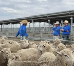 A wide-shot photograph of a large group of sheep in a pen, with three men in the background (Clint Hooper, Greg Miller, and Cooper Byrnes). The men are out of focus, and one is wearing a straw hat. They appear to be inspecting or herding the sheep.