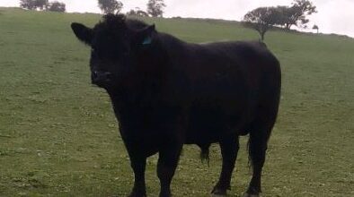 Aberdeen Angus Bull Sale