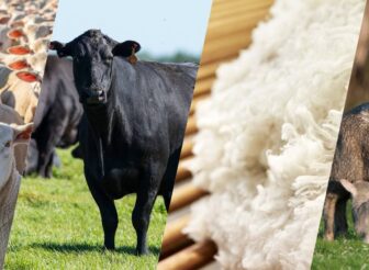Maximise the Value of Your Livestock with AWN Finance